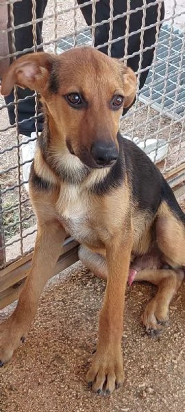 CUCCIOLI SIMIL PASTORINI IN ADOZIONE | Foto 4