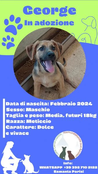 BELLISSIMI CUCCIOLI IN CERCA DI CASA | Foto 3