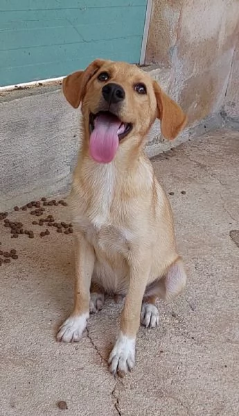 INCROCIO LABRADOR IN ADOZIONE