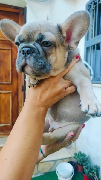 Bulldog Francese | Foto 5