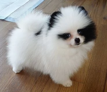 Regalo Cuccioli di volpino di pomerania Pomerania maschi e femmine, vaccinati sverminati e con micro