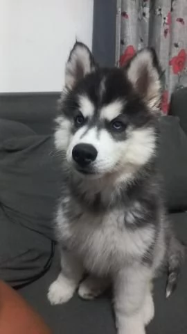 Splendidi cuccioli di husky siberiano