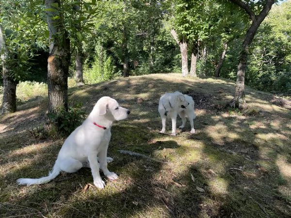 Cucciolo maremmano (maschio) | Foto 1