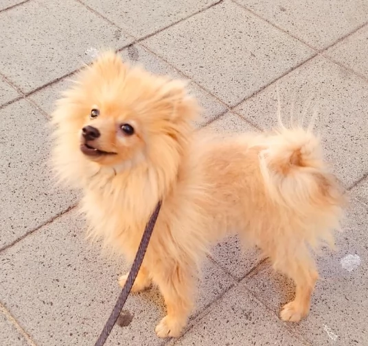 Cucciolo Splitz di Pomerania