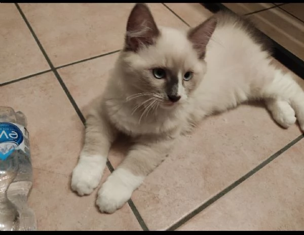 Cucciolo di Ragdoll 