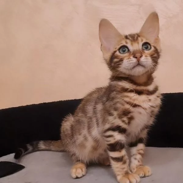 BENGAL CUCCIOLI DISPONIBILI!!