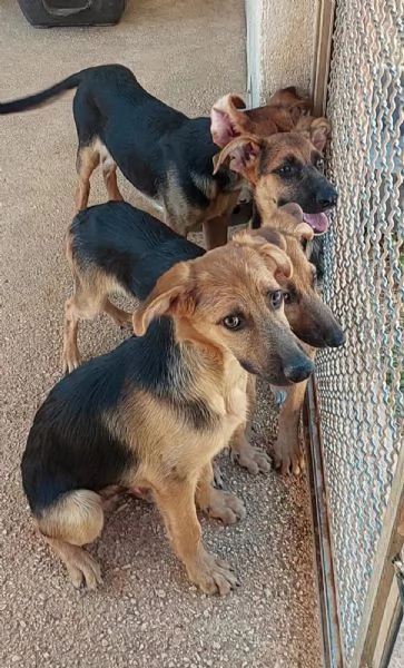 CUCCIOLI SIMIL PASTORINI IN ADOZIONE | Foto 0