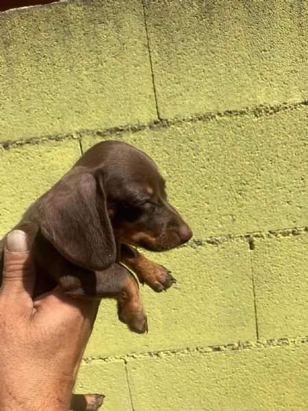 Cucciolo bassotto tedeschi nano  | Foto 5