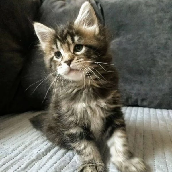 Cuccioli gatti Maine Coon!!!