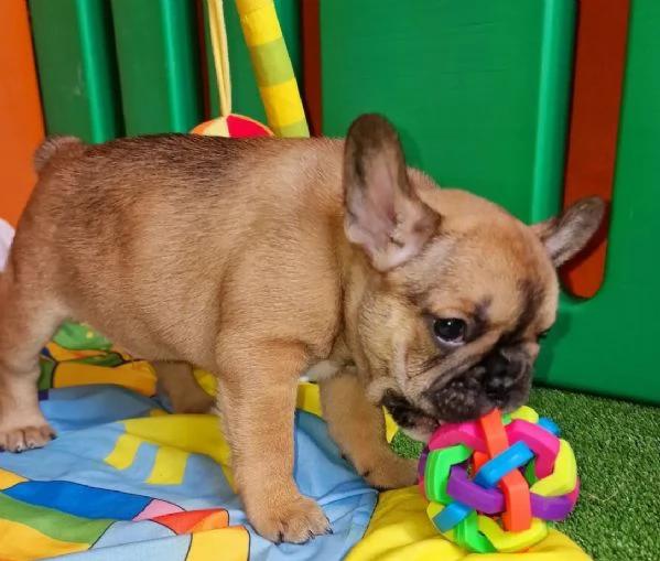 Cuccioli di bouledogue francese!!