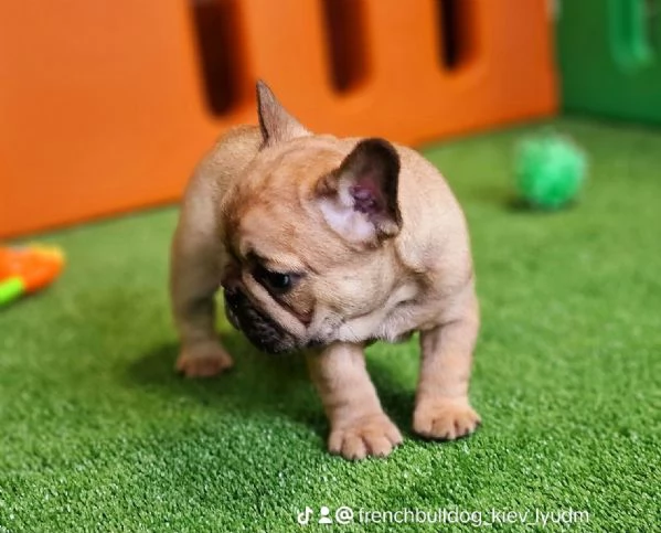 Cuccioli di bouledogue francese!! | Foto 0