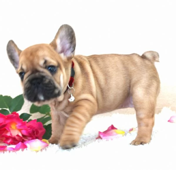 Cuccioli Bulldog Francese!!