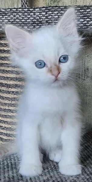 Gatti cuccioli SIBERIANI 