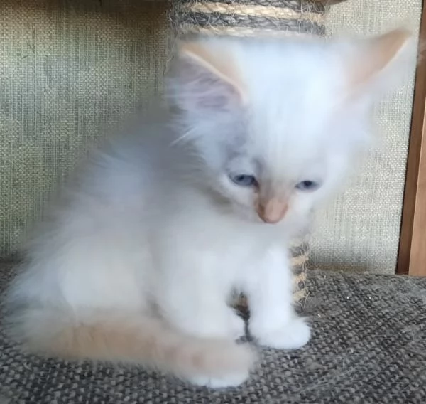 Gatti cuccioli SIBERIANI  | Foto 11