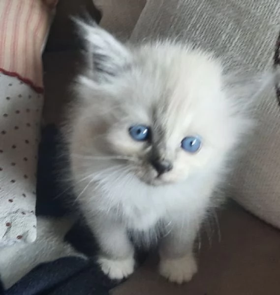 Gatti cuccioli SIBERIANI 