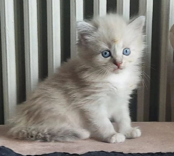 Gatti cuccioli SIBERIANI  | Foto 6