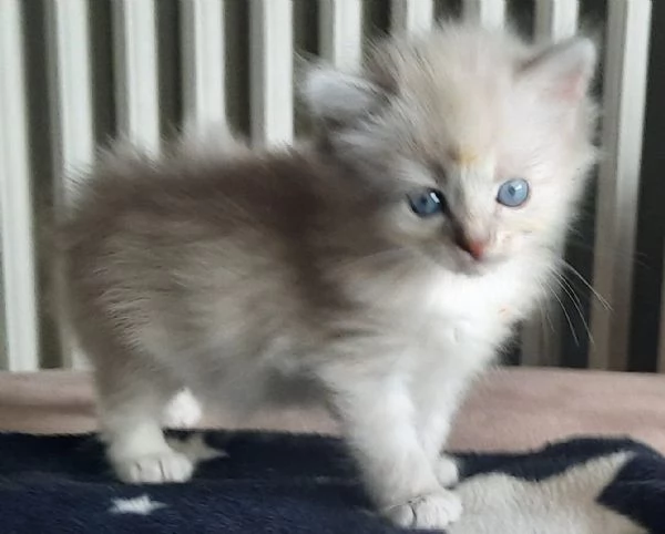 Gatti cuccioli SIBERIANI  | Foto 5