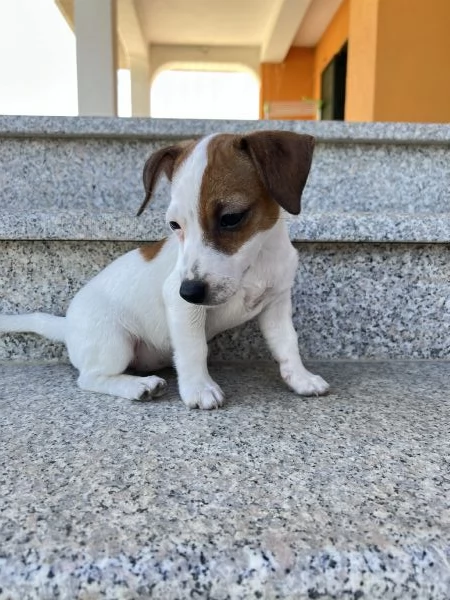 Cuccioli di Jack Russell | Foto 2