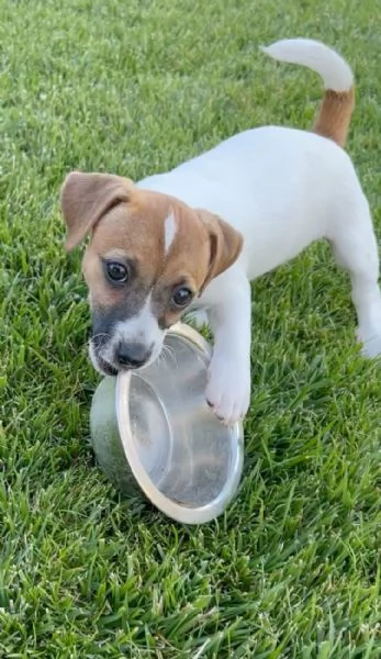 Cuccioli di Jack Russell | Foto 1