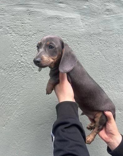 regala cuccioli di bassotto maschi e femmine | Foto 0