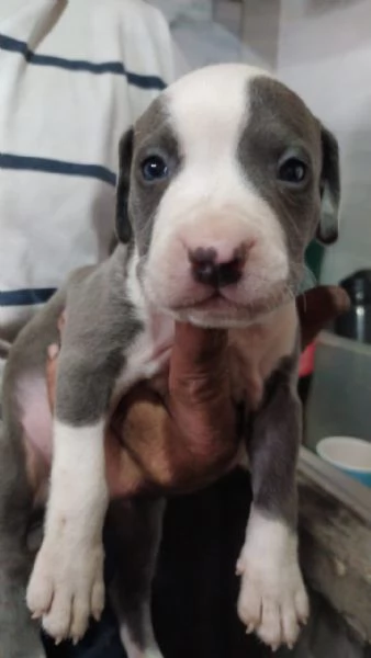 regalo pitbull maschi e femmine | Foto 2