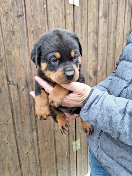 regalo cuccioli di Rottweiler maschi e femmine