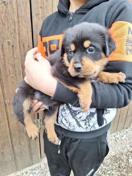 regalo cuccioli di Rottweiler maschi e femmine | Foto 1