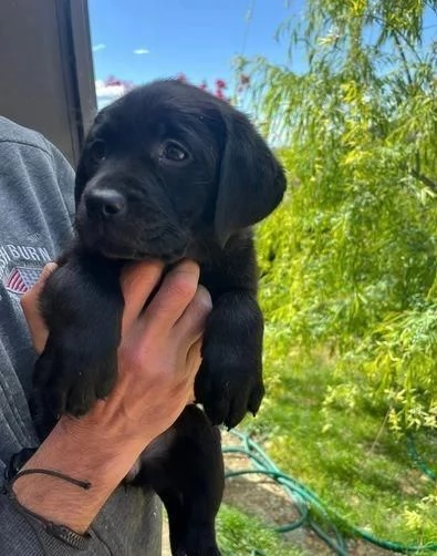 regalo cuccioli di Labrador maschi e femmine | Foto 3