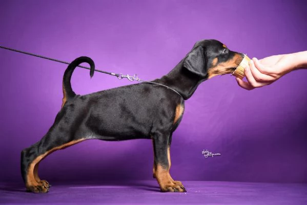 Cuccioli di Doberman