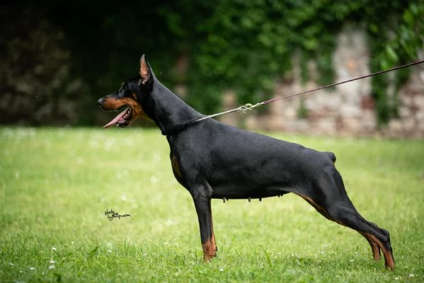 Cuccioli di Doberman | Foto 6