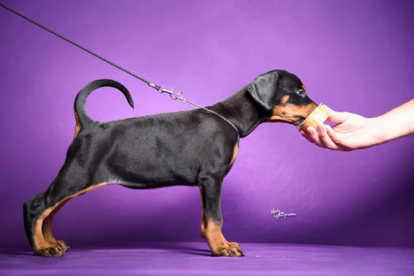 Cuccioli di Doberman | Foto 5