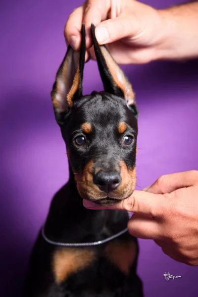 Cuccioli di Doberman | Foto 4