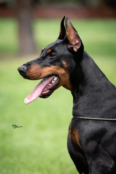 Cuccioli di Doberman | Foto 3