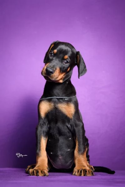 Cuccioli di Doberman | Foto 1