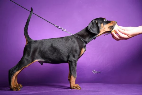 Cuccioli di Doberman | Foto 0