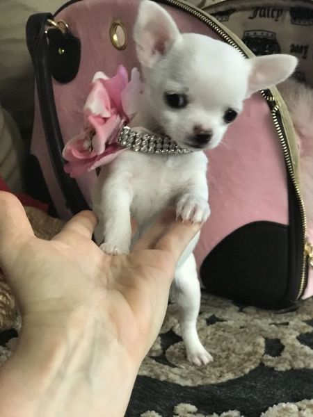 cuccioli chihuahua in REGALO | Foto 1