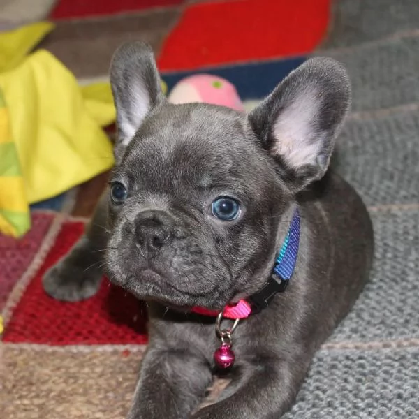 Cuccioli di bulldog francese | Foto 0