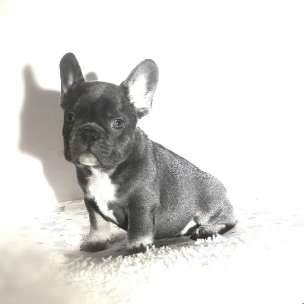 Disponibili Bouledogue Francese