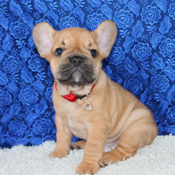 Cuccioli Bulldog Francese