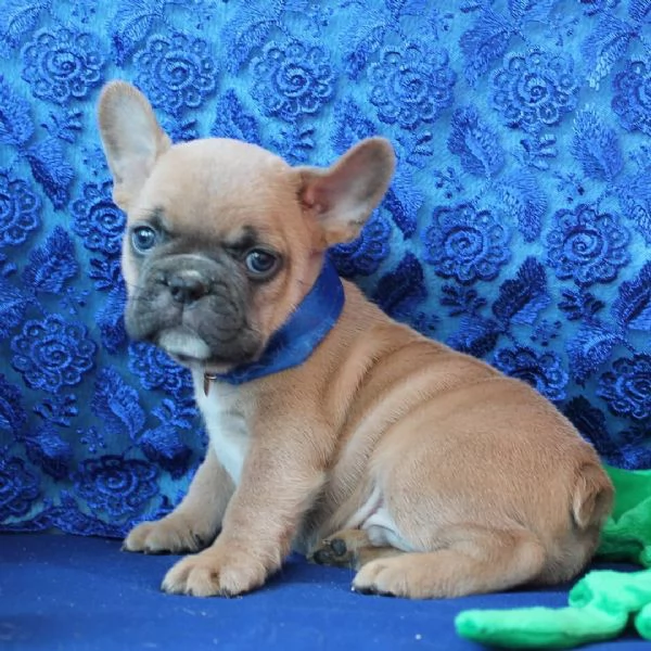 Cuccioli di bouledogue francese!!