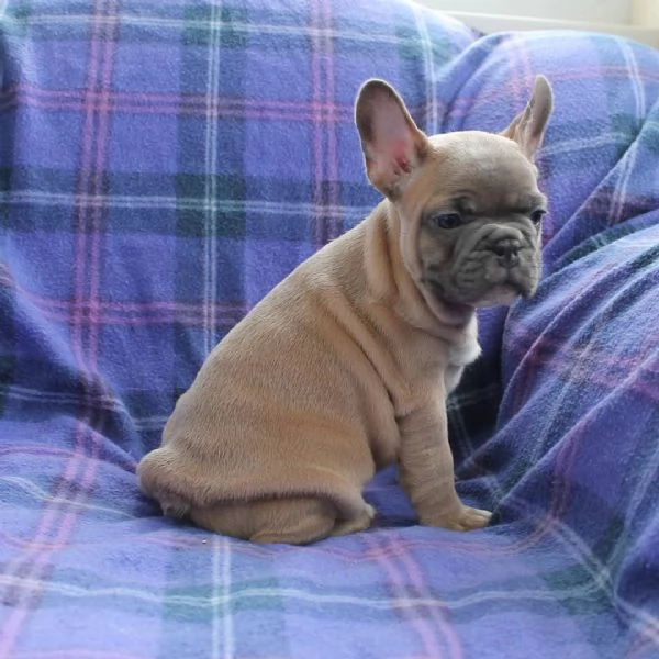 Cuccioli di bouledogue francese!! | Foto 0