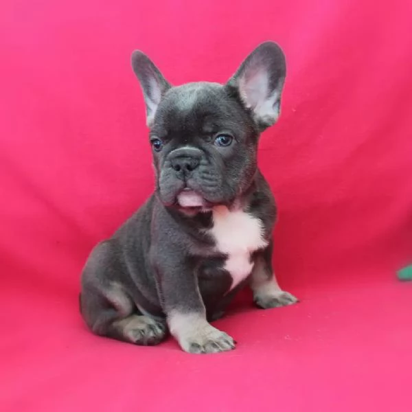 Disponibili Bouledogue Francese!!