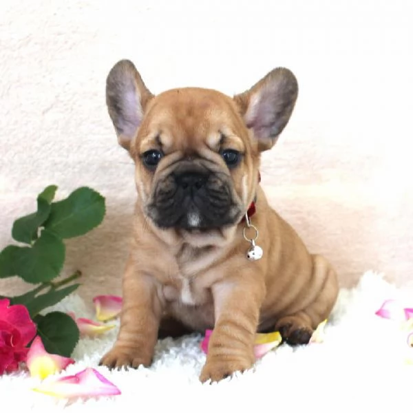 Disponibili Bouledogue Francese!! | Foto 0