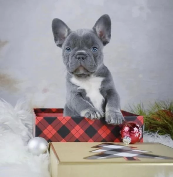 cuccioli di bulldog francese disponibili per l'adozione | Foto 1