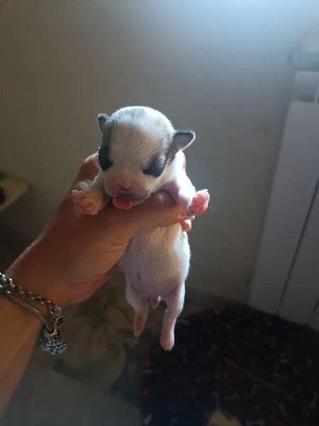 Chihuahua toy | Foto 1