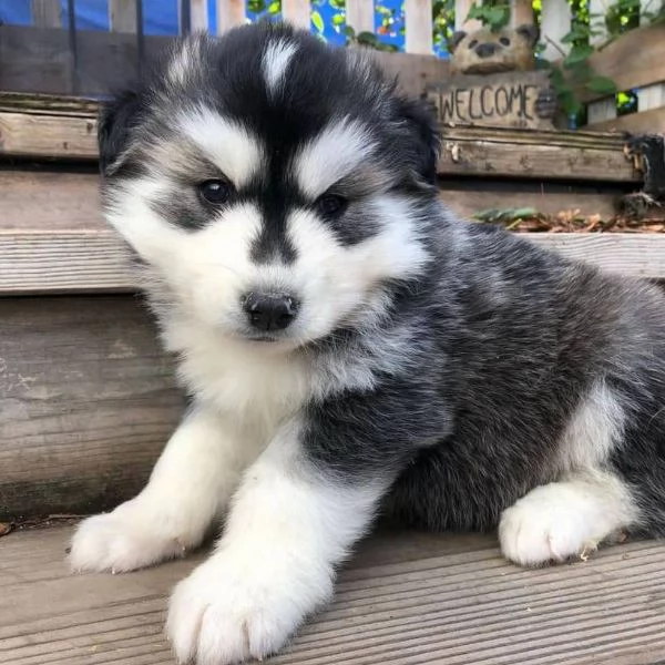 Due cuccioli di husky!!