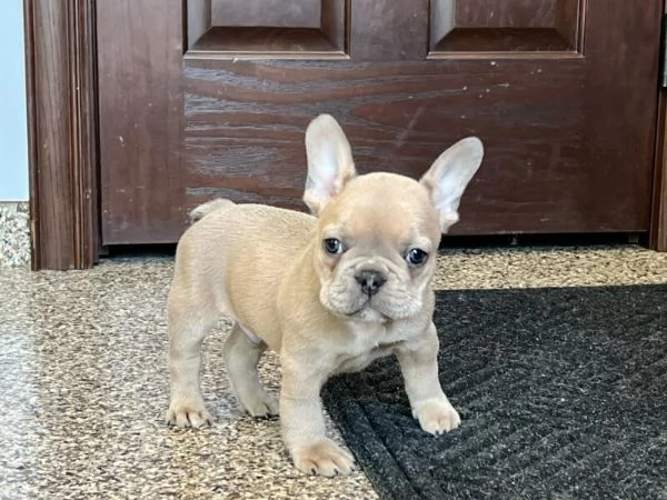 Cuccioli eccellenti di Bulldog francese