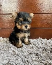 Cuccioli di Yorkie T-Cup in adozione