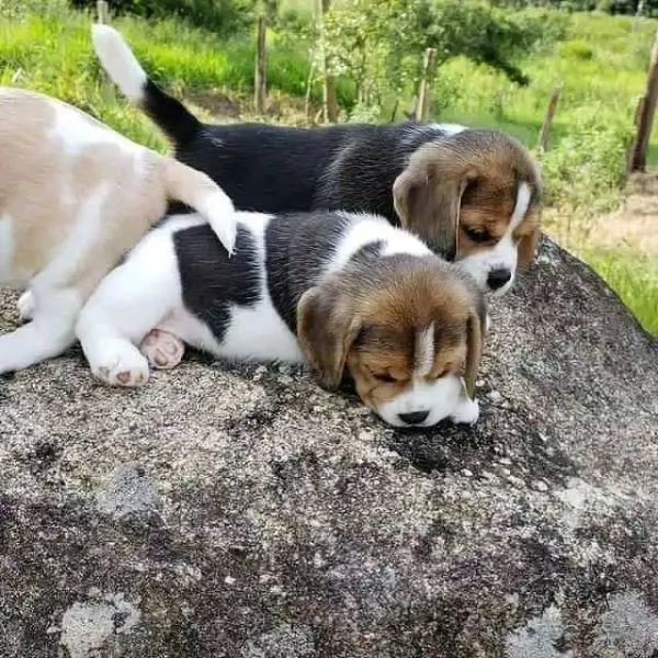 Due cuccioli di beagle!!