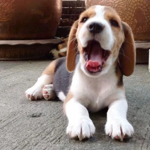 Cucciolate di Beagle!!